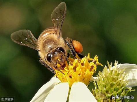 蜜蜂如何築巢